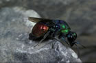 Stilbum cyanurum - Wirt (Host): Katamenes arbustorum (Solit�re Faltenwespen, Eumenidae) [CH, Sion, Juni 1987]