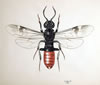 Pflanzenwespe Orussus abietinus - Weibchen (Originalgr��e der Zeichnung: 18cm x 24cm)