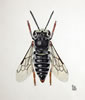 Kegelbiene Coelioxys afra - Weibchen (Originalgr��e der Zeichnung: 18cm x 12cm)