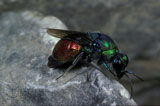 Stilbum cyanurum