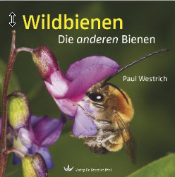Osmia cornuta M&auml;nnchen und Weibchen