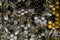 Apis mellifera