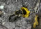 Osmia linophila