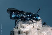 Ceratina chalybea - Gro�e Keulhornbiene (M�nnchen)