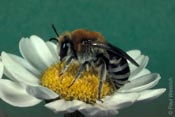 Colletes similis - Rainfarn-Seidenbiene (Weibchen)