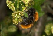 Andrena fulva - Fuchsrote Sandbiene (Weibchen an Johannisbeere)