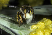 Anthidium manicatum beim Sammeln von Pflanzenhaaren