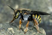 Anthidium oblongatum - Spalten-Wollbiene (Weibchen)