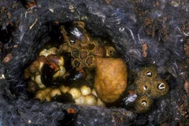 Bombus lapidarius Nest im Mai