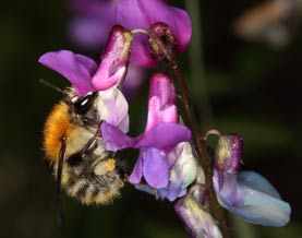Bombus pascuorum an Lathyrus vernus
