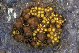 Bombus pascuorum Nest
