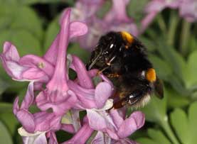 Bombus terrestris beim Nektarraum