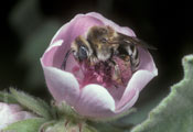 Eucera macroglossa - Malven-Langhornbiene