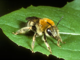 Eucera nigrescens - Weibchen