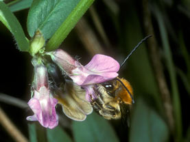 Eucera nigrescens - M&auml;nnchen