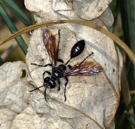 Isodonzia mexicana Weibchen