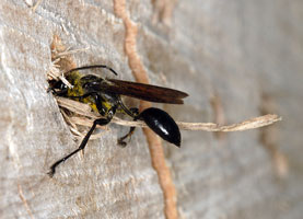 Isodontia mexicana Weibchen mit Grashalm