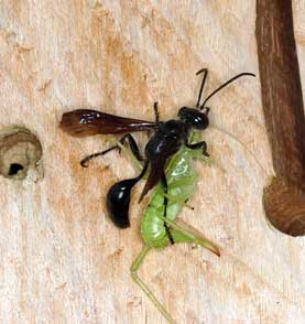 Isodontia mexicana Weibchen mit Beute