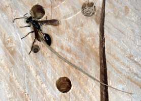 Isodonzia mexicana Weibchen