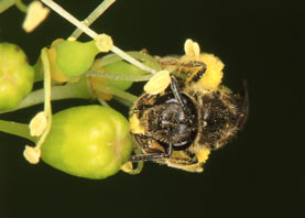 Lasioglossum pauxillum beim Pollensammeln an Wein-Rebe