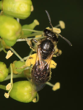 Lasioglossum pauxillum beim Pollensammeln an Wein-Rebe