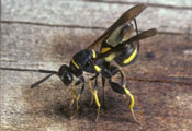 Leucospis dorsigera - Erzwespe