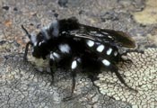 Melecta luctuosa Pracht-Trauerbiene (Weibchen)