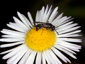 Microdynerus timidus