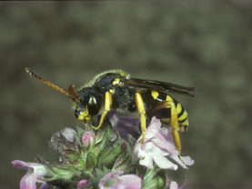 Nomada sexfasciata Panzer 1799 - Weibchen
