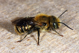 Osmia caerulescens - M&auml;nnchen