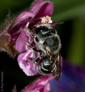 Osmia caerulescens Weibchen