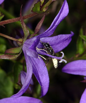 Osmia rapunculi