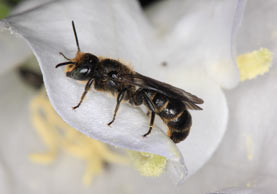 Osmia rapunculi M�nnchen