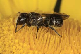 Osmia truncorum - M�nnchen auf Anthemis tinctoria