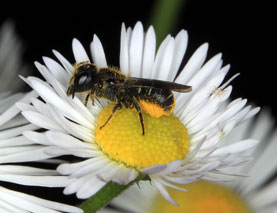 Osmia truncorum - M�nnchen auf Anthemis tinctoria