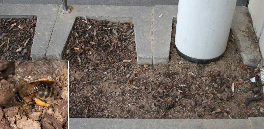 Nistplatz von Anthophora plumipes