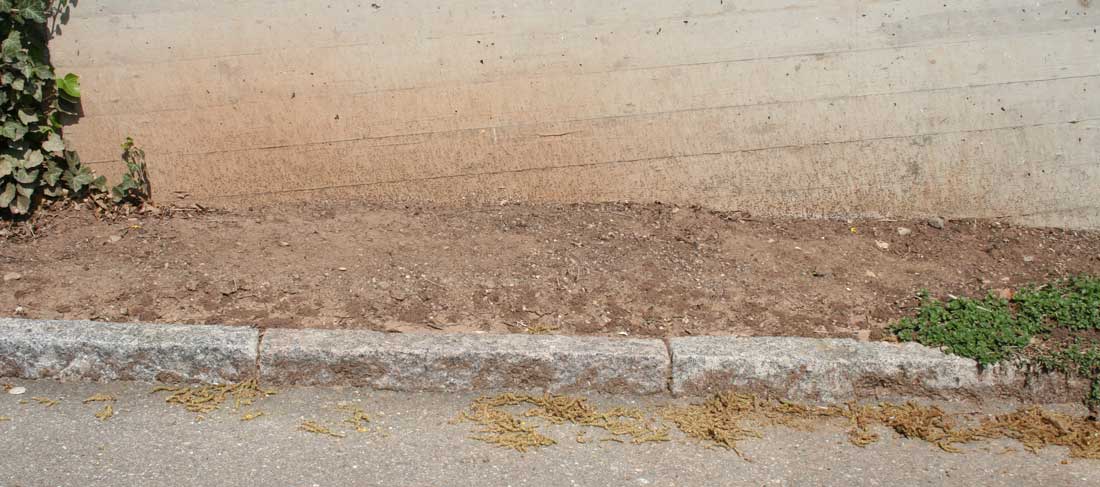 Nistplatz von Lasioglossum laticeps