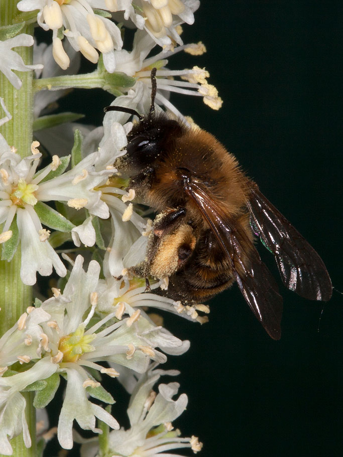 Andrena nigroaenea an Reseda alba