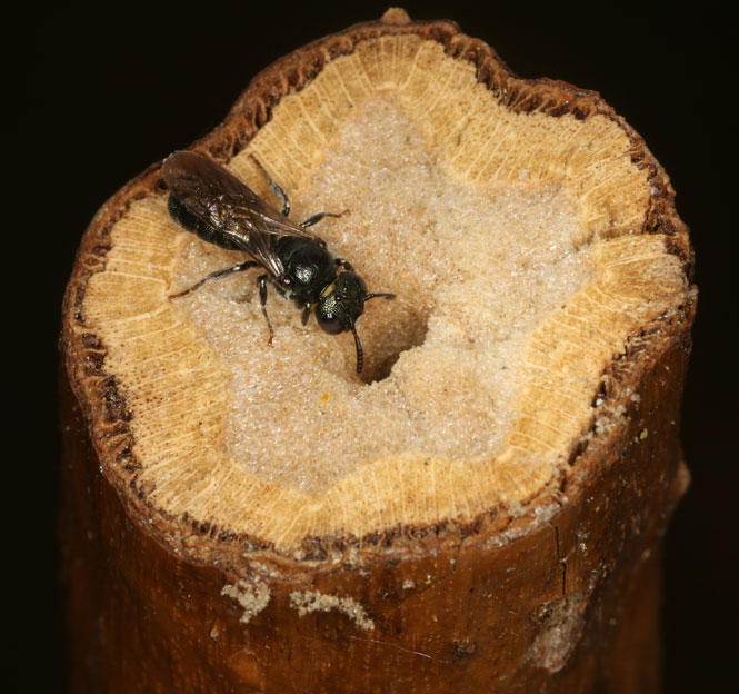 Brombeerstengel