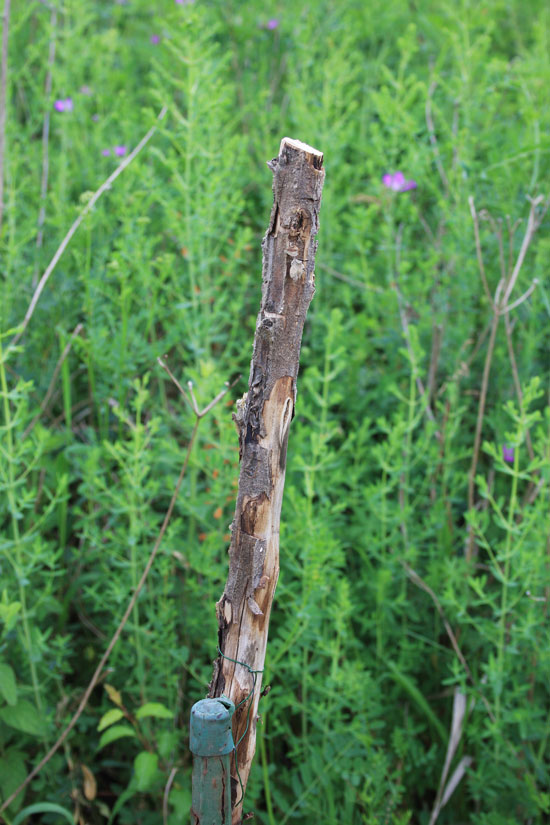 Verbascum-Stengel mit Nest von Osmia tridentata