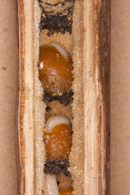 Osmia tridentata Nest