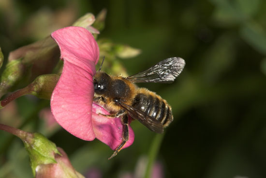 Osmia tridentatan an Lathyrus tuberosus