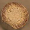 ancistrocerus_nestverschluss_fs