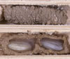 auplopus_carbonarius_zellen_fs