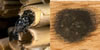 chelostoma_rapunculi_florisomne_312_fs