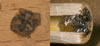 heriades_truncorum_nestverschluesse_fs