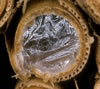 hylaeus_communis_nestverschluss_fs