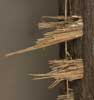 isodontia_mexicana_MG_0003