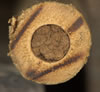 megachile_ericetorum_08_12174_fs