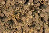 osmia_bicornis_08_4771_680_fs